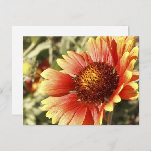 カラフル サンシャイン ブランケット フラワー ガイルディアの写真 ポストカード (正面/裏面)