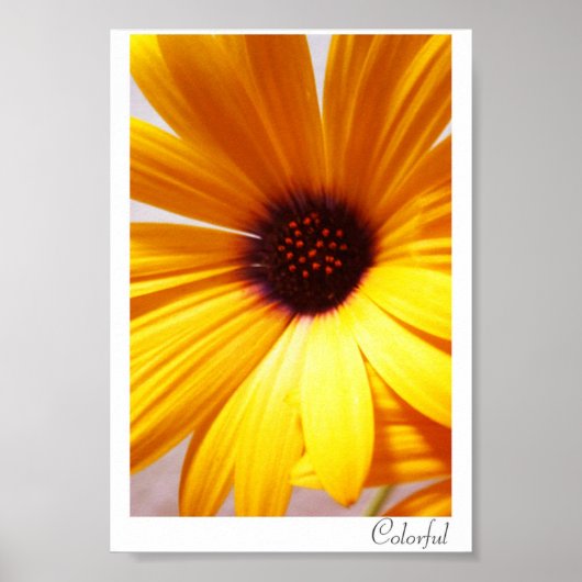 カラフル ポスター (正面)