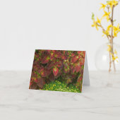 "カラフルCOLEUS" （写真） カード (黄色い花)