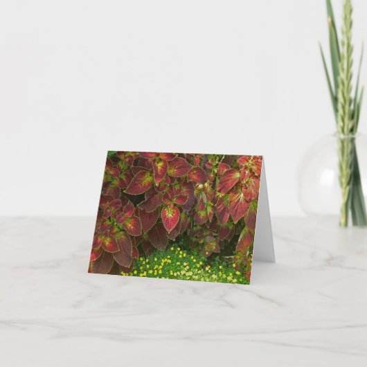 "カラフルCOLEUS" （写真） カード (正面)