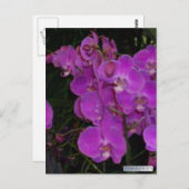 カラフルFLORA #3はがき ポストカード (正面/裏面)