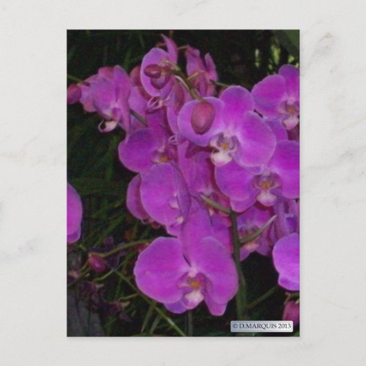 カラフルFLORA #3はがき ポストカード (正面)