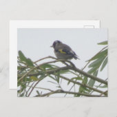 カラフルGoldfinch DIYポストカード ポストカード (正面/裏面)