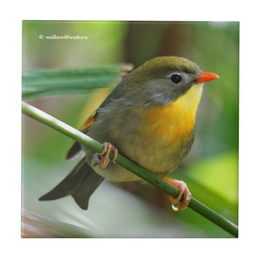 カラフルLeiothrix タイル (正面)