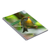 カラフルLeiothrix ノートブック (右側)