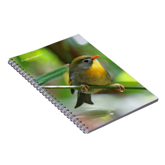 カラフルLeiothrix ノートブック (右側)