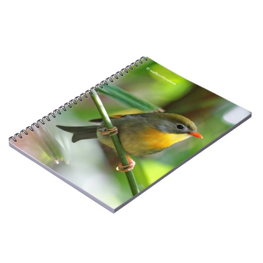 カラフルLeiothrix ノートブック (左側)