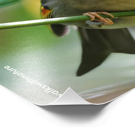 カラフルLeiothrix フォトプリント (角)