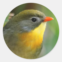 カラフルLeiothrix ラウンドシール