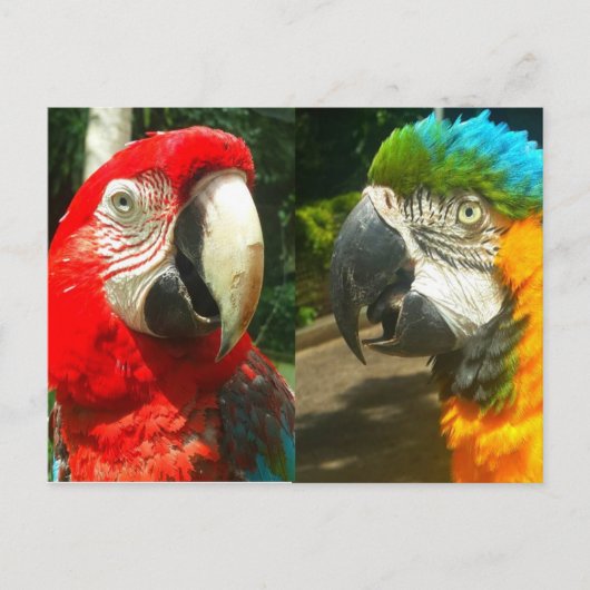 カラフルMacaws、トリニダード・ハガキ ポストカード (正面)