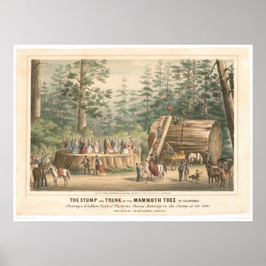 カラベラスのマンモスの木の切り株(0977A) ポスター (正面)