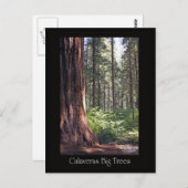 カラベラスの大木 ポストカード (正面/裏面)