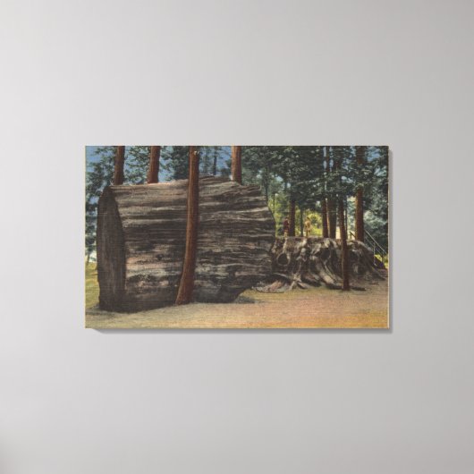 カラベラスビッグツリーズ州パーク キャンバスプリント (正面)