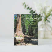 カラベラスビッグツリー州パーク、カリフォルニア州。 ポストカード (スタンド正面)