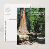 カラベラスビッグツリー州パーク、カリフォルニア州。 ポストカード (正面/裏面)