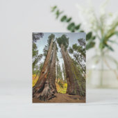 カラベラスビッグツリー州パーク，カリフォルニア ポストカード (スタンド正面)