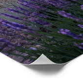 カラメルラベンダーパープルハウスヤード ポスター (角)