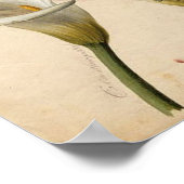 カラリリーヴィンテージプリント ポスター (角)