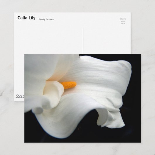 カラリリー ポストカード (正面/裏面)