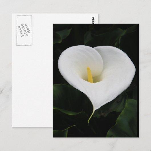 カラリリー ポストカード (正面/裏面)