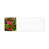 カラリリー ラベル (正面)