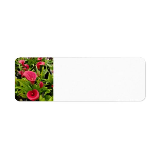 カラリリー ラベル (正面)