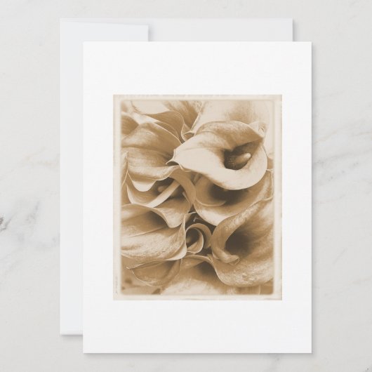 カラリリー 招待状 (裏面)