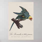 カラロッガ、学名:Conuropsis carolinensis ポスター (正面)
