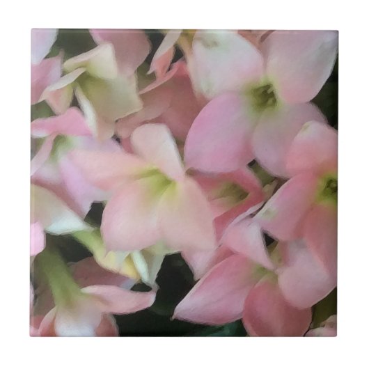 カランコエの花 タイル (正面)