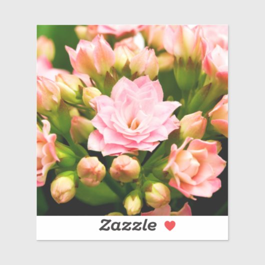 カランチョーカランディバ シール (シート)