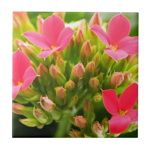 カランチョーブロスフェルディアナ タイル (正面)