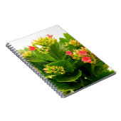 カランチョーブロスフェルディアナ ノートブック (右側)