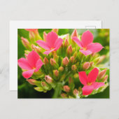 カランチョーブロスフェルディアナ ポストカード (正面/裏面)