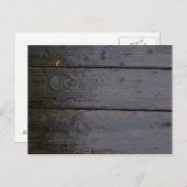 「カラーのスポット」ポストカード ポストカード (正面/裏面)