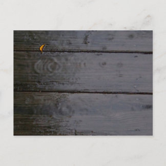 「カラーのスポット」ポストカード ポストカード