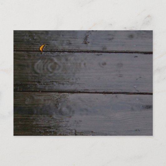 「カラーのスポット」ポストカード ポストカード (正面)