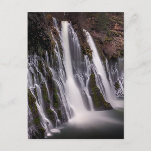 カラーのバーニー秋 ポストカード (正面)