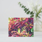 カラーのフィエスタ – ポストカード (スタンド正面)