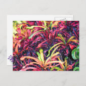 カラーのフィエスタ – ポストカード (正面/裏面)