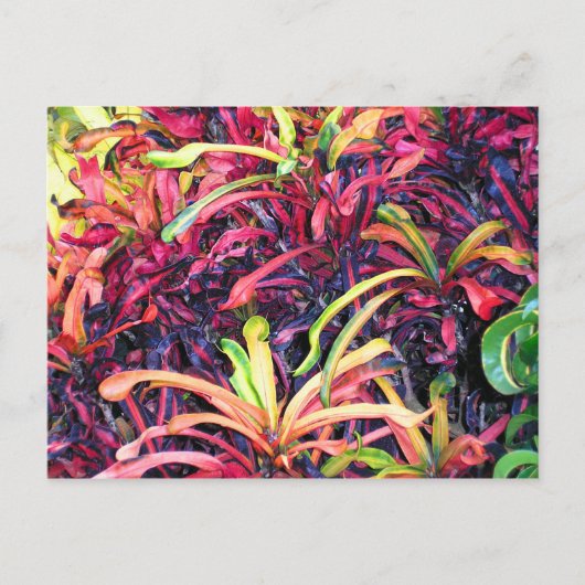 カラーのフィエスタ – ポストカード (正面)