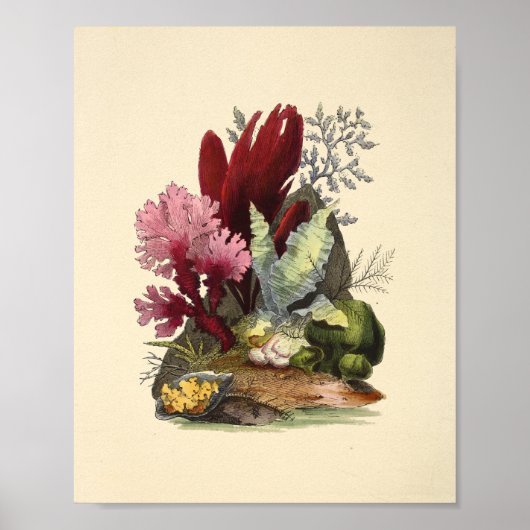カラーコーラルアート海ガーデンアートプリント ポスター (正面)