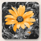 カラースプラッシュ春フラッシュアフリカデイジー写真 コースター (正面)