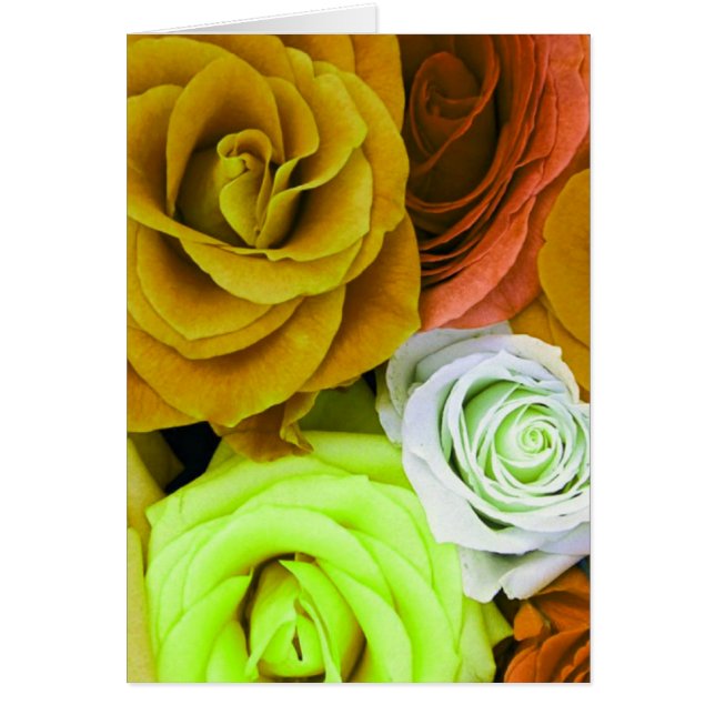 カラーバラ (正面)