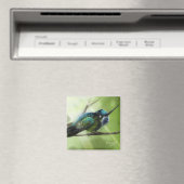 カラーフライ マグネット (インサイチュ (食洗機))