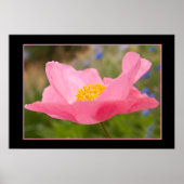 カラーフレームピンクポピー写真閉じる ポスター (正面)