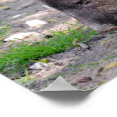 カラーペカリー歩くはがきメタルオーナメントS ポスター (角)