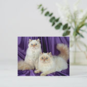 カラーポイントロングヘア、クリームポイント ポストカード (スタンド正面)