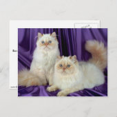 カラーポイントロングヘア、クリームポイント ポストカード (正面/裏面)