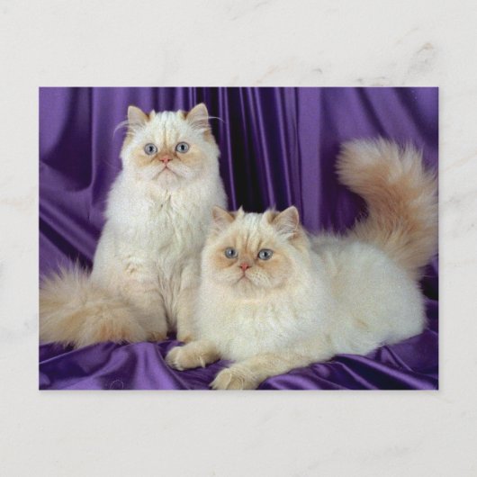 カラーポイントロングヘア、クリームポイント ポストカード (正面)