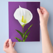 カラーリリーの花 チラシ (手)